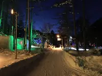 氷点下の森の写真・動画_image_119734