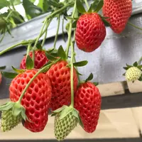 ホヤノいちご園の写真・動画_image_120284