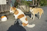 ヨロン島ビレッジの写真・動画_image_120321