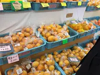 河津川の写真・動画_image_121020