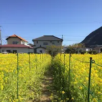 河津川の写真・動画_image_121021