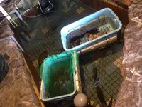 伊予水軍の写真・動画_image_121591