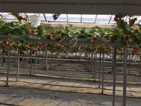 鎌倉観光いちご園の写真・動画_image_121686
