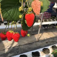 鎌倉観光いちご園の写真・動画_image_121687