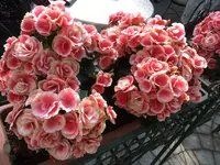 はままつフラワーパークの写真・動画_image_121714