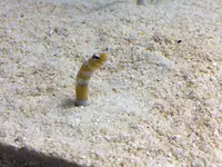 すみだ水族館の写真・動画_image_121764