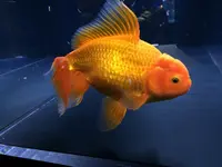 すみだ水族館の写真・動画_image_121765