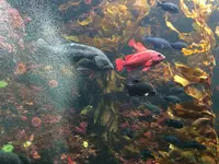 葛西臨海公園の写真・動画_image_121786