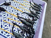 ถนนข้าวสาร（カオサン通り）の写真・動画_image_121794