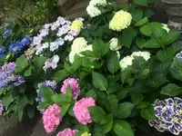 調布駅の写真・動画_image_121900
