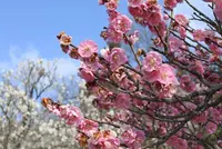 三景園の写真・動画_image_122050