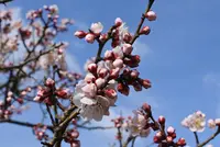 三景園の写真・動画_image_122051