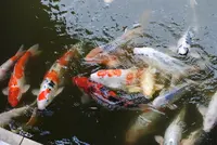 広島市の写真・動画_image_122112