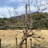 曼荼羅のみち 〔熊野古道〕の写真・動画_image_122351