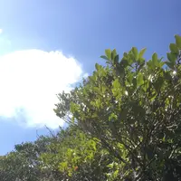 八丈富士の写真・動画_image_122388