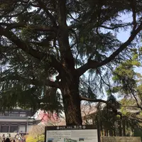 増上寺の写真・動画_image_122588