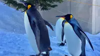 旭川市 旭山動物園の写真・動画_image_122641