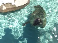 旭川市 旭山動物園の写真・動画_image_122642