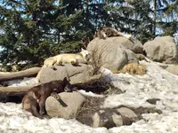 旭川市 旭山動物園の写真・動画_image_122643