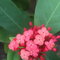 八丈植物公園の写真・動画_image_122660