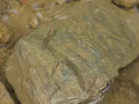 東村ふれあいヒルギ公園の写真・動画_image_122734
