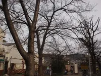 高瀬川の写真・動画_image_122899