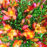 八形山フリージア畑の写真・動画_image_122909