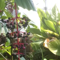 八丈植物公園の写真・動画_image_122918