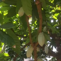 八丈植物公園の写真・動画_image_122919