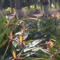 八丈植物公園の写真・動画_image_122921