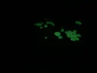 八丈ビジターセンターの写真・動画_image_122982