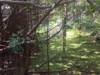 八丈植物公園の写真・動画_image_122986