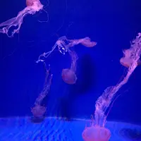 新江ノ島水族館の写真・動画_image_123077