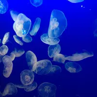 新江ノ島水族館の写真・動画_image_123078