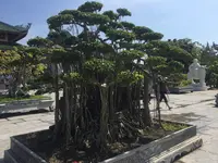 レディブッダの写真・動画_image_123339