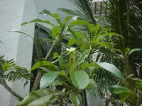 読谷村  好きです！の写真・動画_image_123518