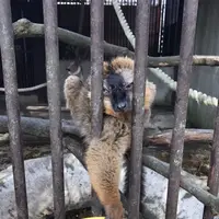 アニマルワンダーリゾウト（市原ぞうの国）の写真・動画_image_123683