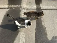民宿 青塚食堂の写真・動画_image_123711
