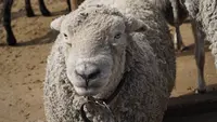 マザー牧場の写真・動画_image_123864