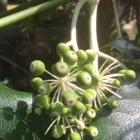 八丈植物公園の写真・動画_image_124029