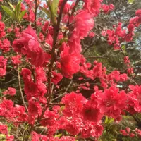 八丈植物公園の写真・動画_image_124030