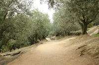 道の駅 小豆島オリーブ公園の写真・動画_image_124044