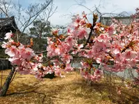 嵯峨釈迦堂（清凉寺）の写真・動画_image_124068