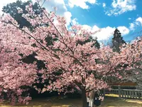 嵯峨釈迦堂（清凉寺）の写真・動画_image_124070