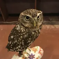 ふくろうカフェならまちの写真・動画_image_124193