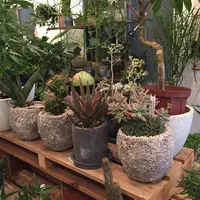 LOCALSTOREの写真・動画_image_124281