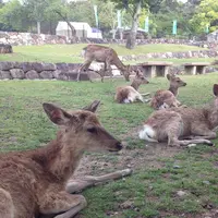 若草山の写真・動画_image_124286