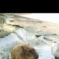 COSTCO久山の写真・動画_image_124320