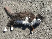 秘湯の宿 奥湯の郷の写真・動画_image_124355