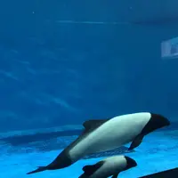 鳥羽水族館の写真・動画_image_124476